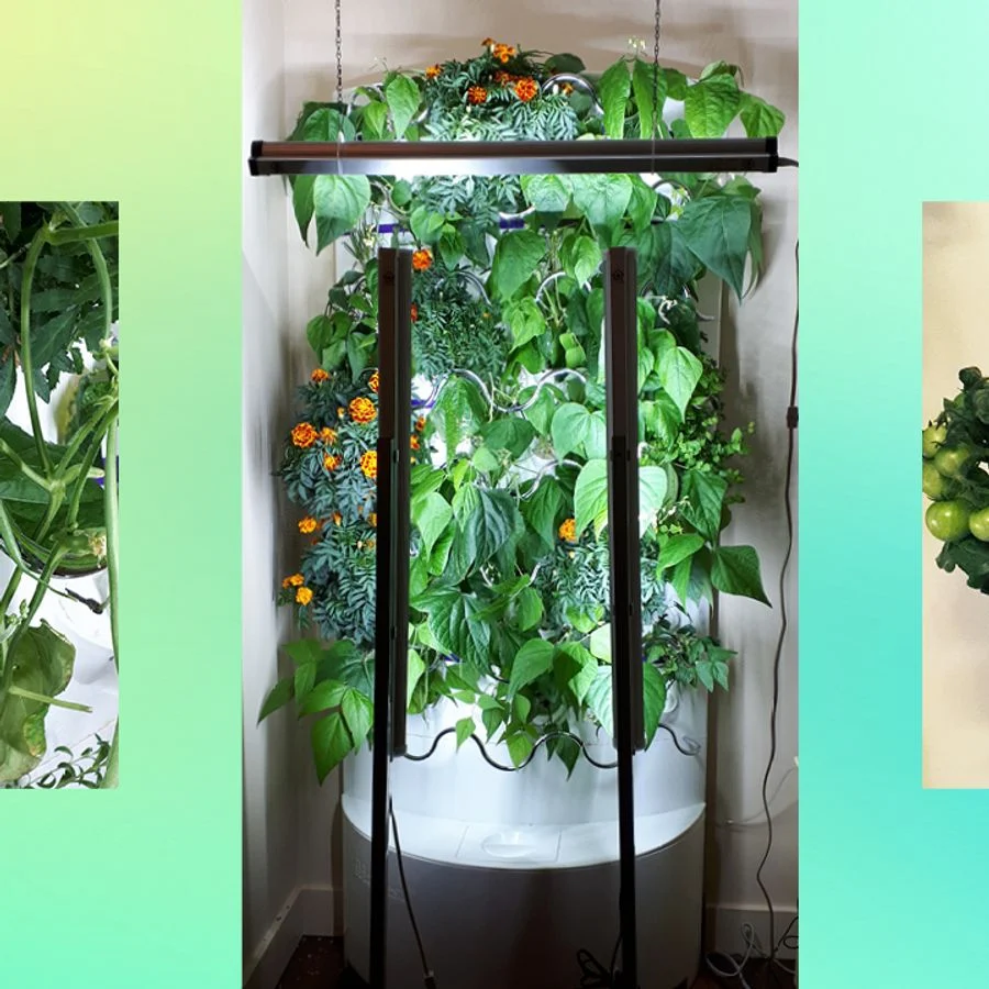 Indoor Hydroponic Garden