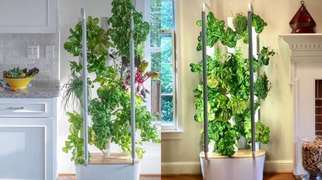 Indoor vertical garden