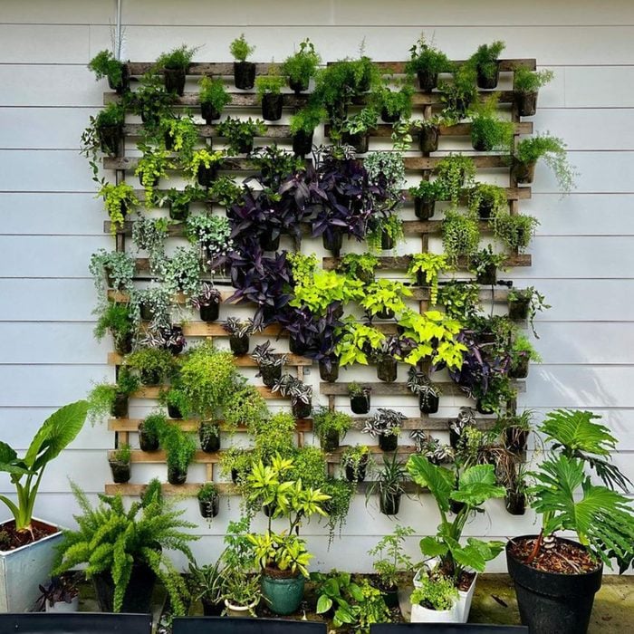 wall garden