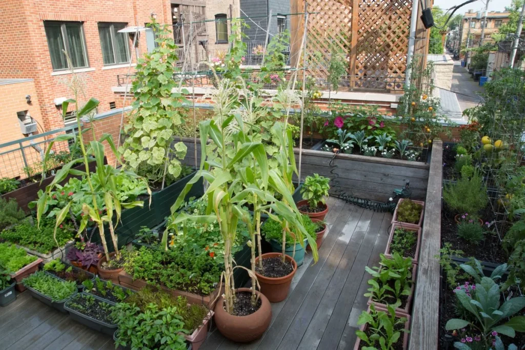 Rooftop Gardening