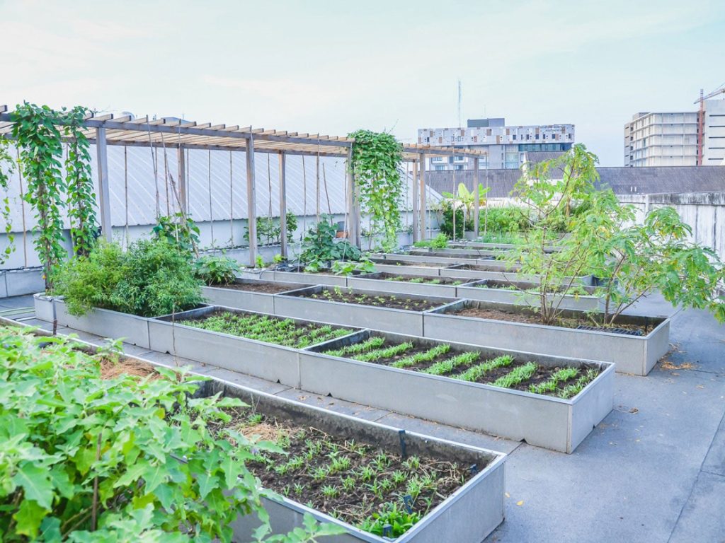 Rooftop Gardening