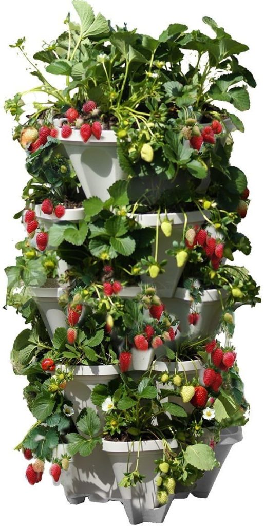 Hanging Strawberry Baskets