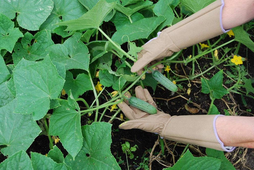 gardening gloves