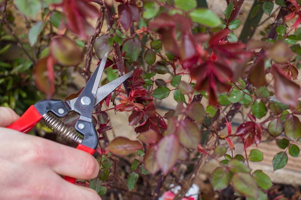 Scissors For Flowers