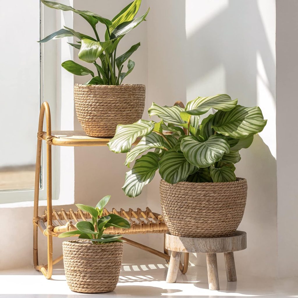 Indoor Plants Pots 