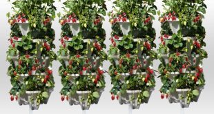 Hanging Strawberry Baskets