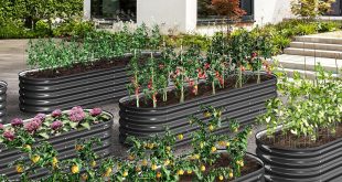 raised bed vegetable gardening