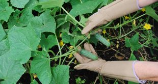 gardening gloves