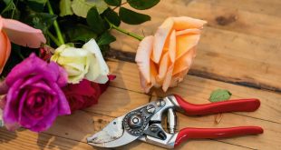 Best Garden Pruners