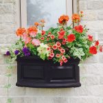 Planter Boxes Window