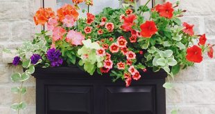 Planter Boxes Window