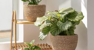 Indoor Plants Pots 