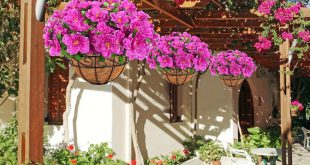 potted hanging flowers